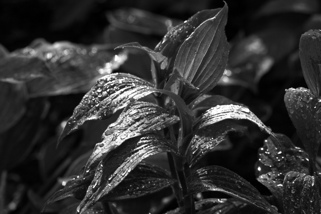 2015 06 13 HTP 000066105ebw